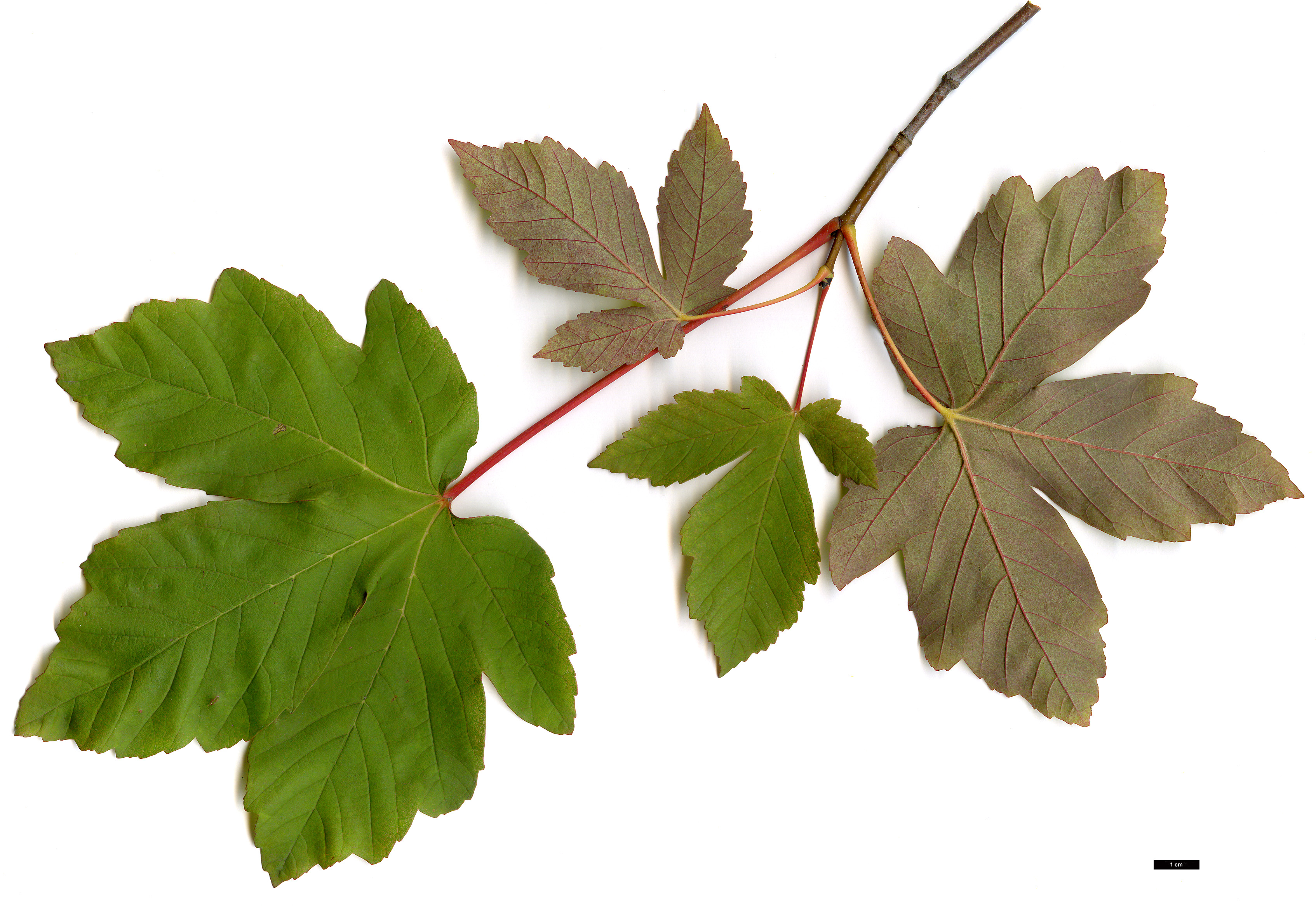 High resolution image: Family: Sapindaceae - Genus: Acer - Taxon: ×pseudoheldreichii (A.heldreichii × A.pseudoplatanus)